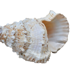 Caracola Sonora