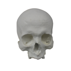 Craneo Homo Sapiens