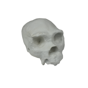 Craneo Heidelbergensis