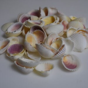 Conchas cardium
