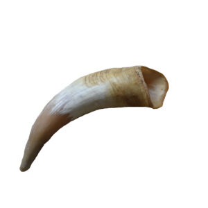 Cuerno de bovino