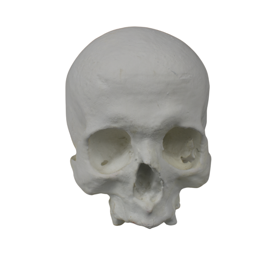 craneo homo spaiens
