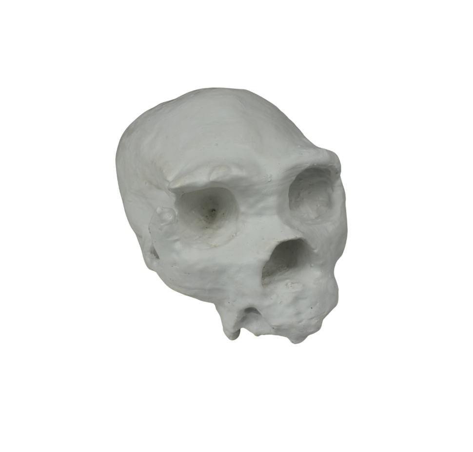 craneo_heidelbergensis