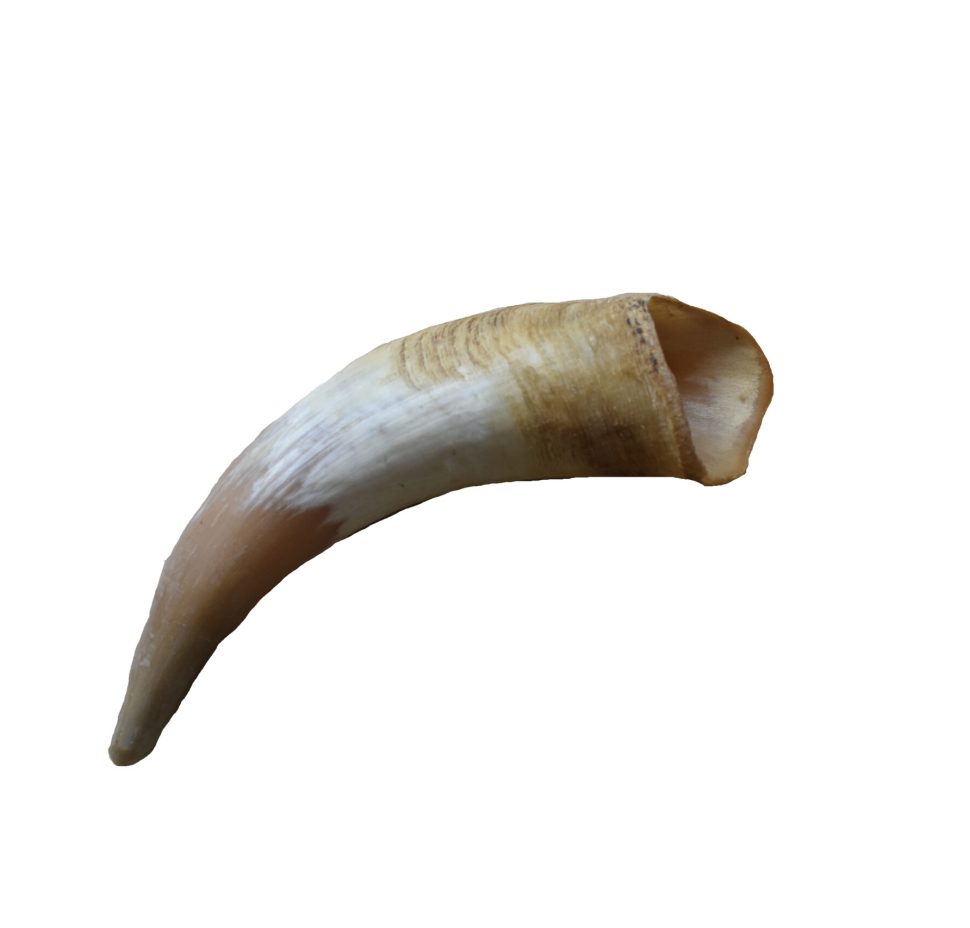 cuerno bovino